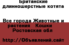 Британские длинношерстные котята - Все города Животные и растения » Кошки   . Ростовская обл.